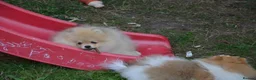 Pomeranian dogs for sale: Bentley – Beautiful Silver-Toned Pomeranian Boy 🐾 - Advert 15