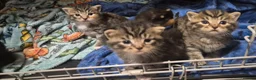 Mixed Breed cats for sale: 🐱❤️ 5 Beautiful fluffy Kittens🐱❤️ - Advert 8