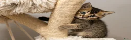 British Shorthair cats for sale: Adorable Kitten Ready For Reservation in Leamington Spa - Advert 14