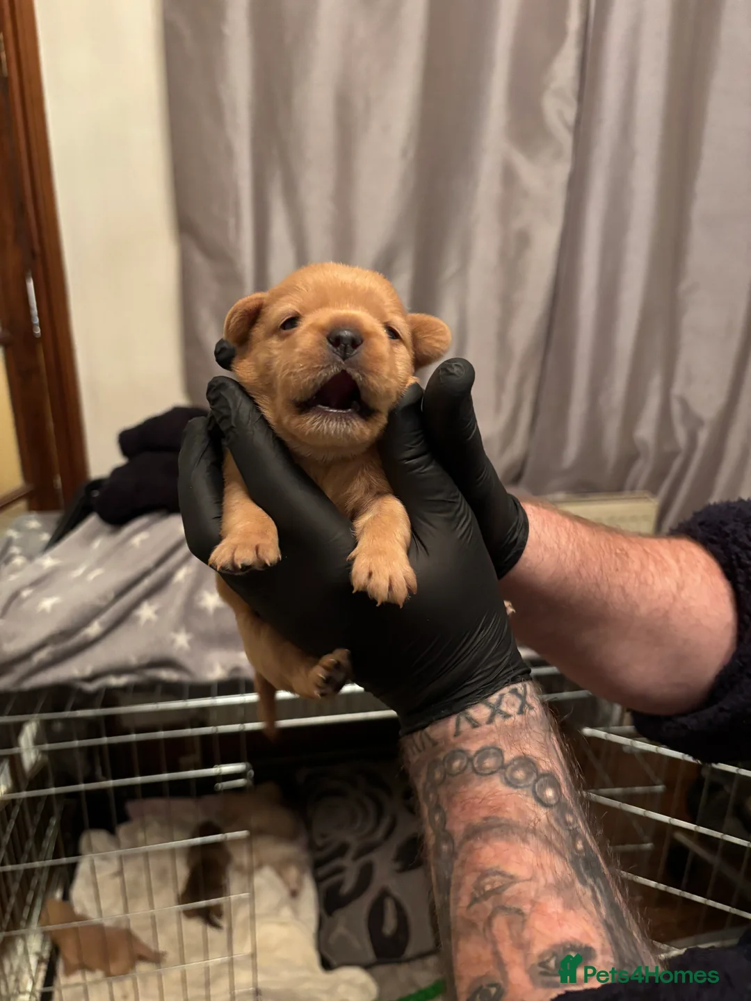 Mixed Breed dogs for sale: Floodles - Advert 27