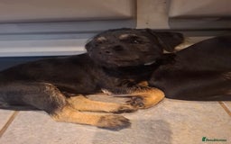 Border Terrier dogs for sale: Border Terrier KC registered 3x dogs for sale - Image 12