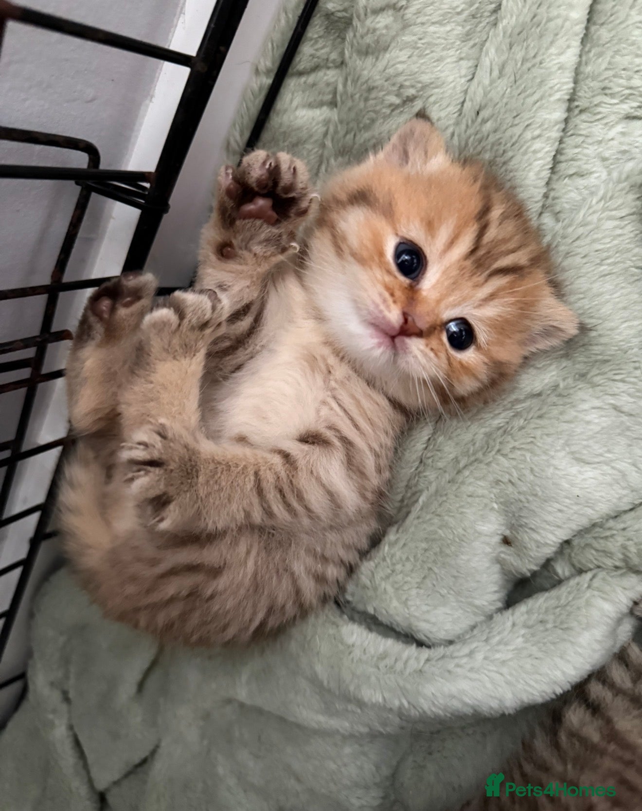 Scottish Fold cats Stunning Scottish fold/Scottish straight kittens🥰 - Advert 1