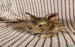 Mini Lop rabbits for sale: 8 Stunning babies! Mini lop x Giant French lop - Image 8