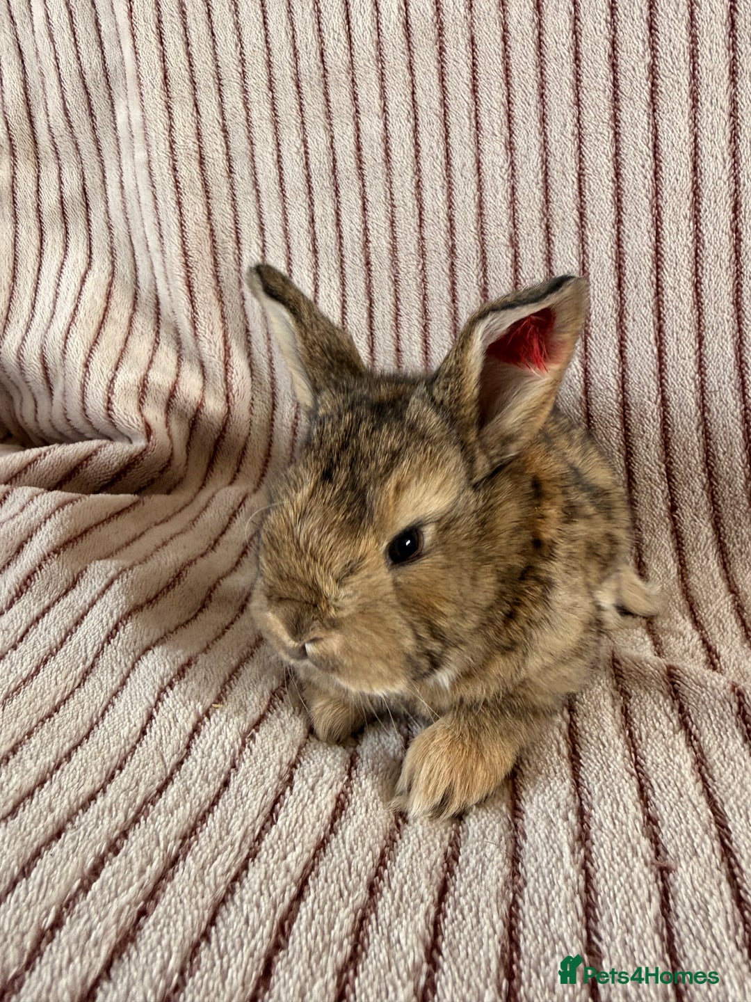 Mini Lop rabbits for sale: 8 Stunning babies! Mini lop x Giant French lop - Image 8