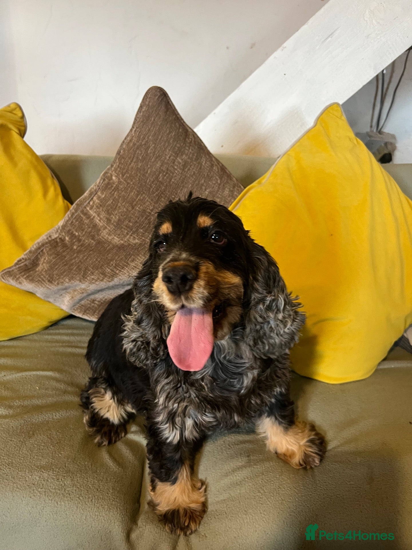 Cocker Spaniel dogs 2 Show Type Cocker Spaniels female - Advert 5