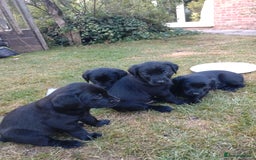 Mixed Breed dogs for sale: Flat coat retriever x black labrador - Image 3