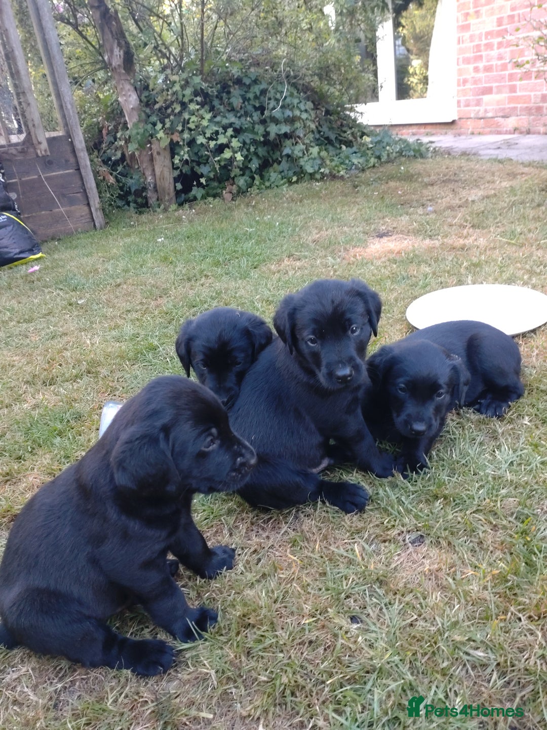 Mixed Breed dogs for sale: Flat coat retriever x black labrador - Image 3