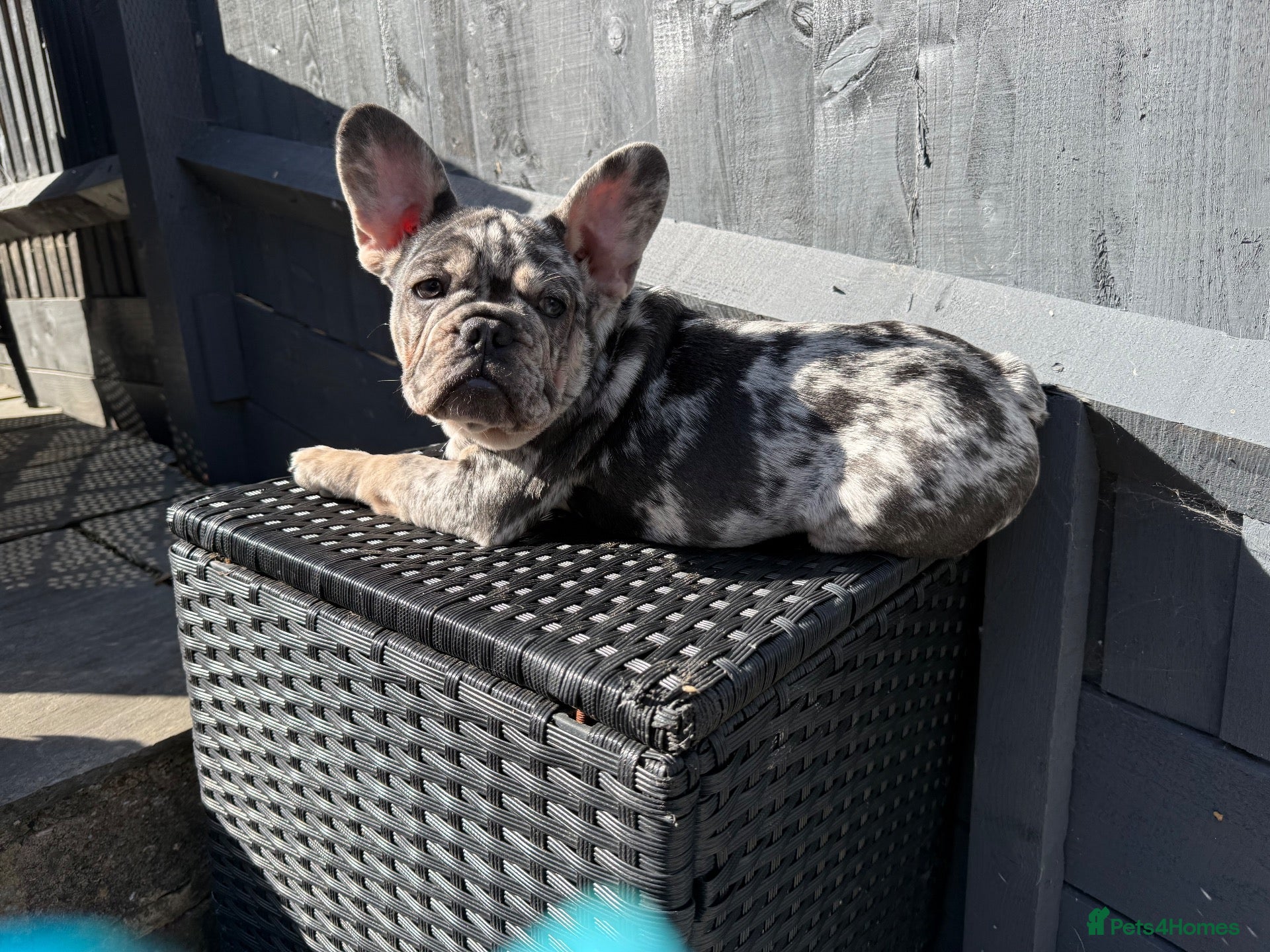 French Bulldog dogs Last adorable Girl for her forever home. - Advert 2