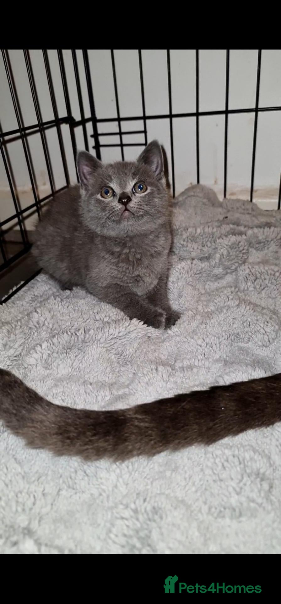 British Shorthair cats Chunky blue bsh/russian blue - Advert 2