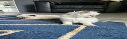 Ragdoll cats for sale: Stunning fur purebred ragdolls - Advert 12