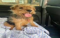 Lakeland Terrier dogs for sale: Lakeland terrier  - Image 12