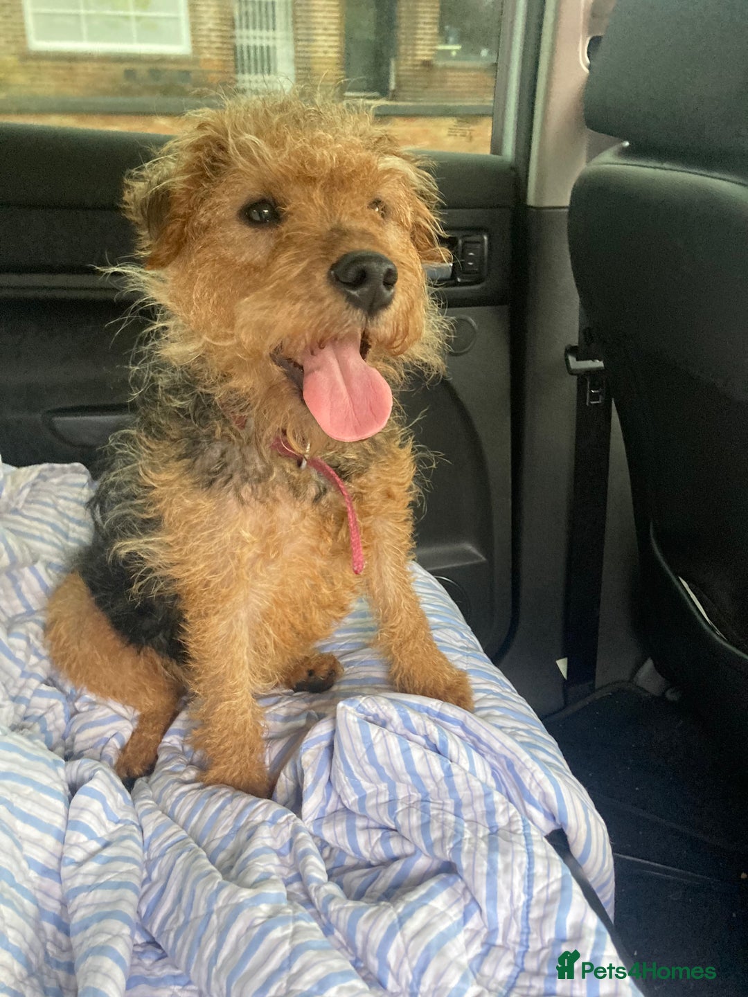 Lakeland Terrier dogs for sale: Lakeland terrier  - Image 12