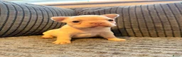 French Bulldog dogs for sale:  Open to offers Beautiful French Bulldog  - Advert 27