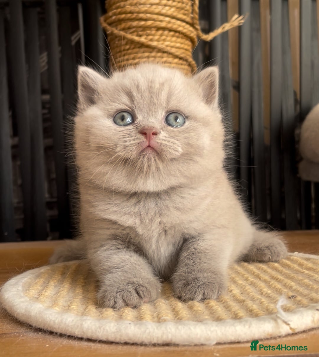 British Shorthair cats for sale:  Absolutely Beautiful BSH Champion Line kittens  - Image 22