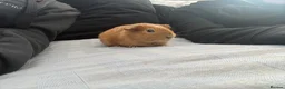 Guinea Pig rodents for sale: Reggie the Guinea Pig - Advert 2