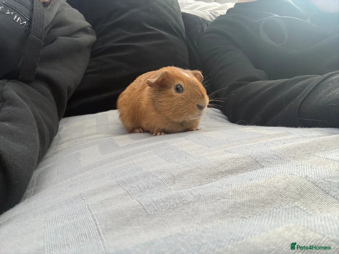 Guinea Pig rodents for sale: Reggie the Guinea Pig - Advert 2