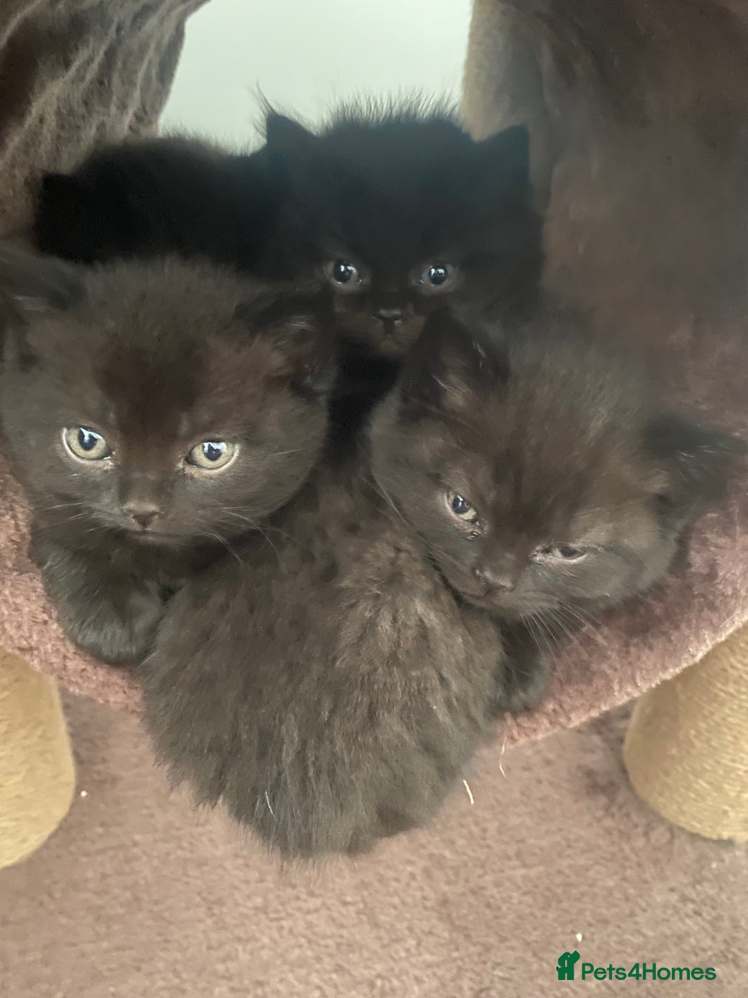 British Shorthair cats for sale: 5 Beautiful British Shorthair Kittens - Advert 3