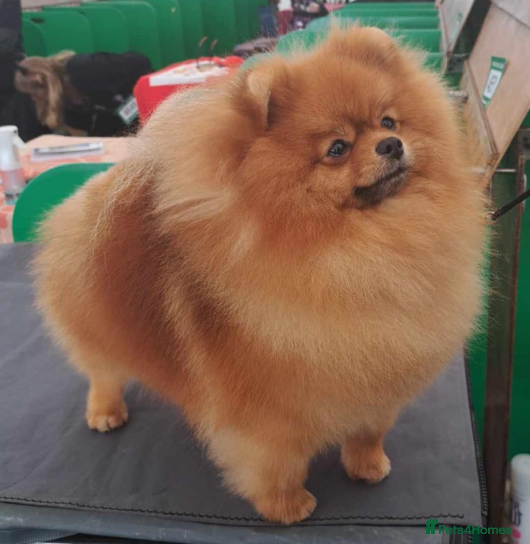 Pomeranian dogs for sale: Beautiful Pomeranian  - Image 13