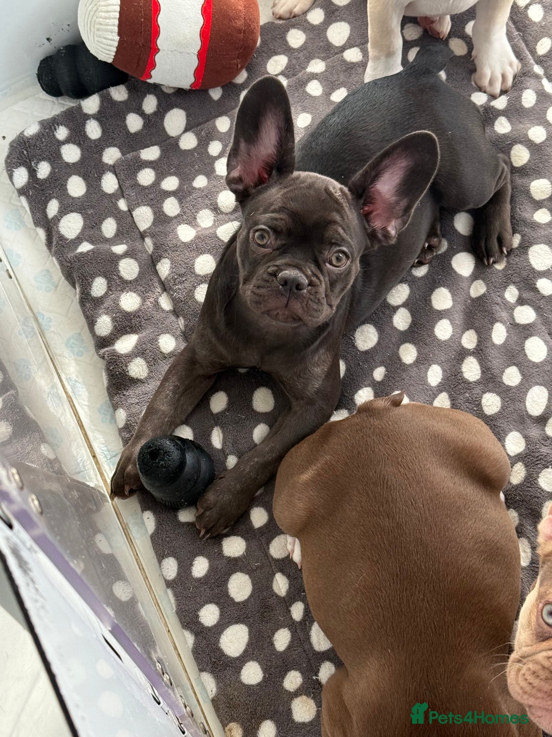 French Bulldog dogs for sale: Miss White X Kastro  - Advert 17
