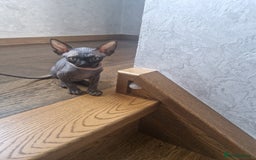Sphynx cats for sale: Last boy TICA registered  - Image 2