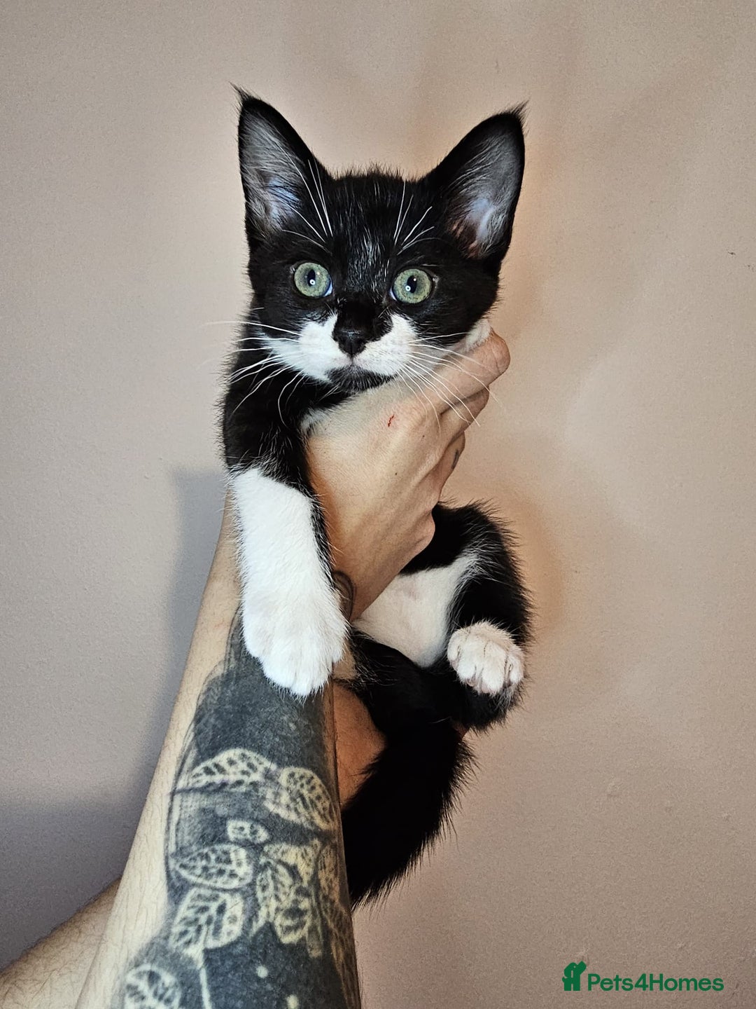 Mixed Breed cats for sale: Beautiful kittens looking for a forever homes - Advert 3