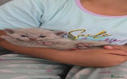 British Shorthair cats for sale: Beautiful British shorthair kittens - Image 36