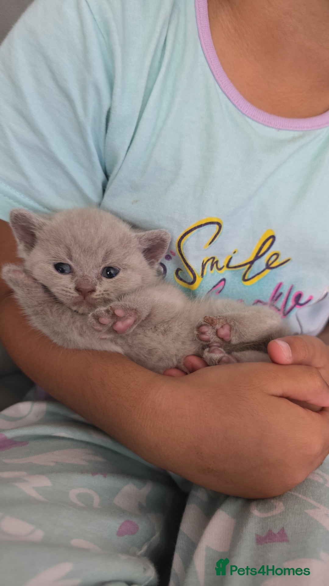 British Shorthair cats for sale: Beautiful British shorthair kittens - Image 36