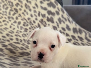 Mixed Breed dogs 🐶 Frenchie x Staffy Puppies 🐶 - Advert 2