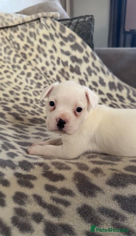 Mixed Breed dogs 🐶 Frenchie x Staffy Puppies 🐶 - Advert 2