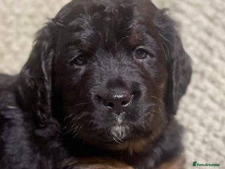 Bernese Mountain Dog dogs Beautiful Bernedoodle babies - Advert 1