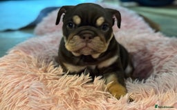 English Bulldog dogs for sale: Beautiful English Bulldog Puppies - Advert 7