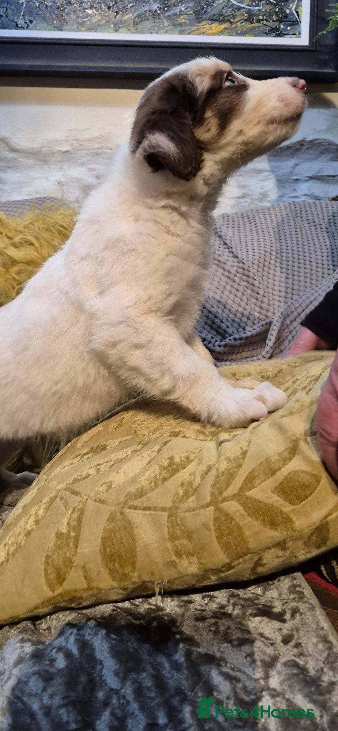 Border Collie dogs for sale: Blue Merles puppies  - Advert 17