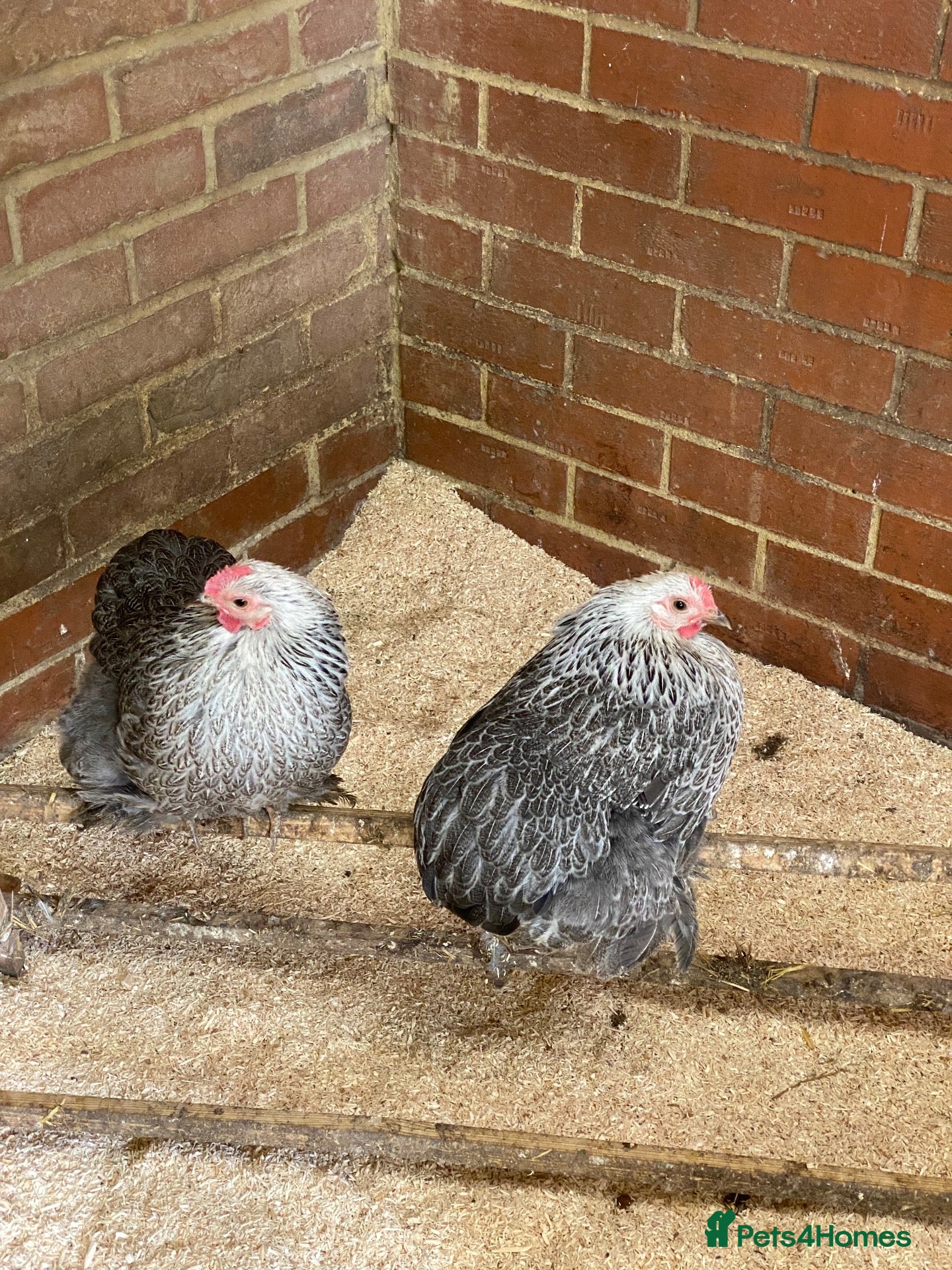 Chickens poultry Silver partridge Pekin hens  - Advert 1