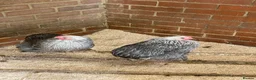 Chickens poultry for sale: Silver partridge Pekin hens  - Advert 1