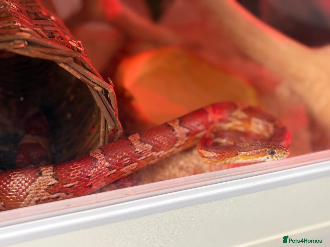 Corn Snake reptiles for sale: 4 year old corn snake  - Image 2