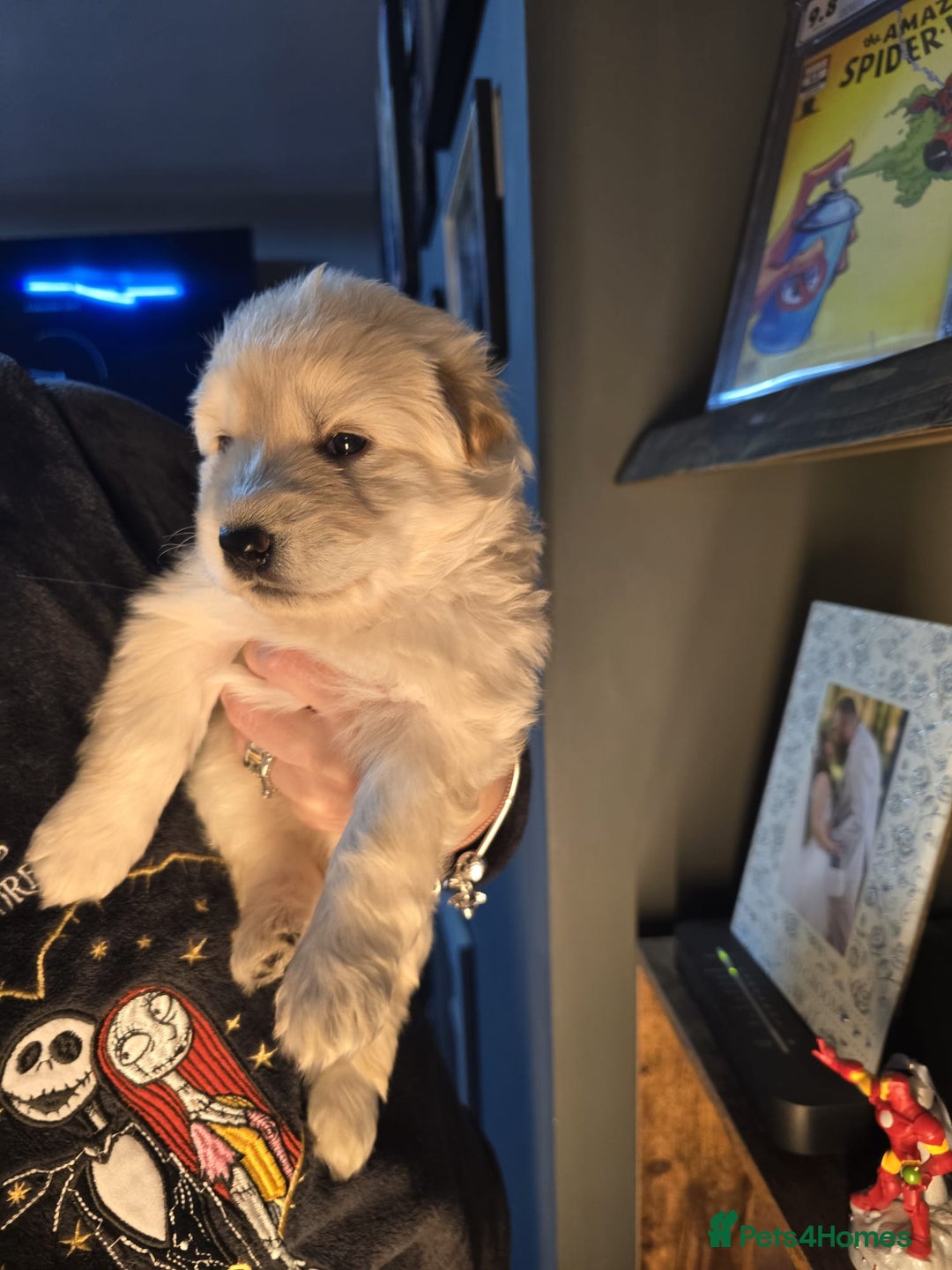 German Shepherd dogs for sale: READY TO LEAVE 3 LITTLE GSD GIRLS - Advert 17