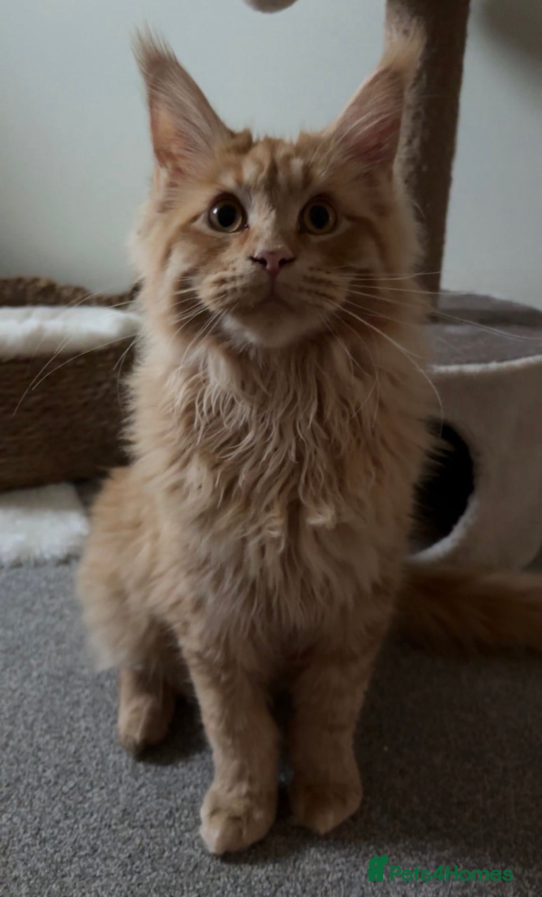 Maine Coon cats for sale: Champion Russian line full Maine coon kittens - Advert 15