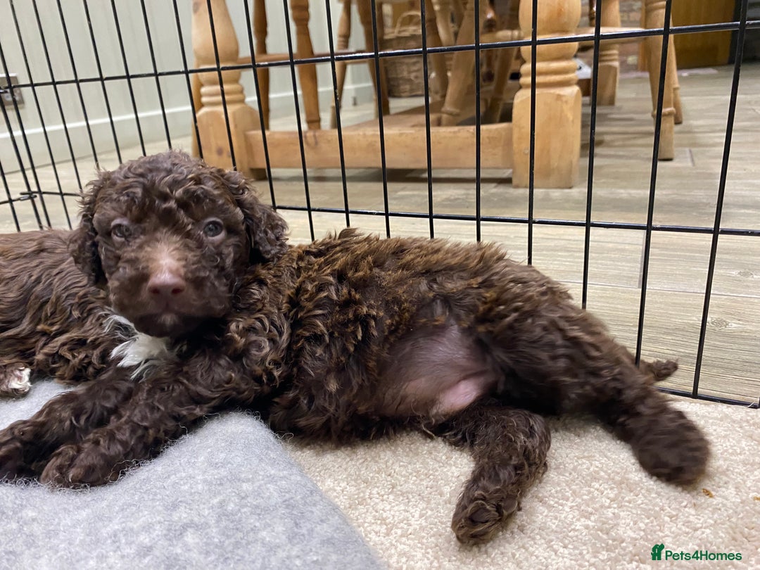 Lagotto Romagnolo dogs for sale: Lagotto Romagnolo puppies  - Advert 29