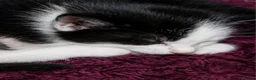 Mixed Breed cats for sale: Adorable kittens ready for homes in Aberdeen - Advert 3