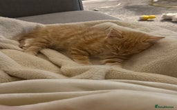 Mixed Breed cats for sale: 2 loveable boys - Image 10