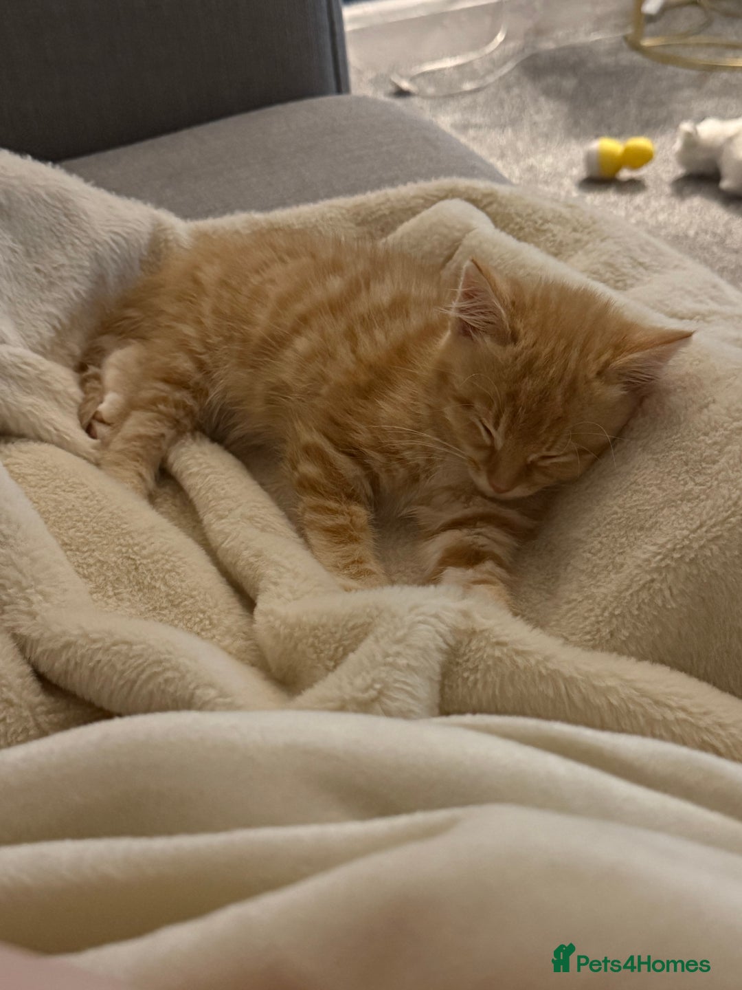 Mixed Breed cats for sale: 2 loveable boys - Image 10