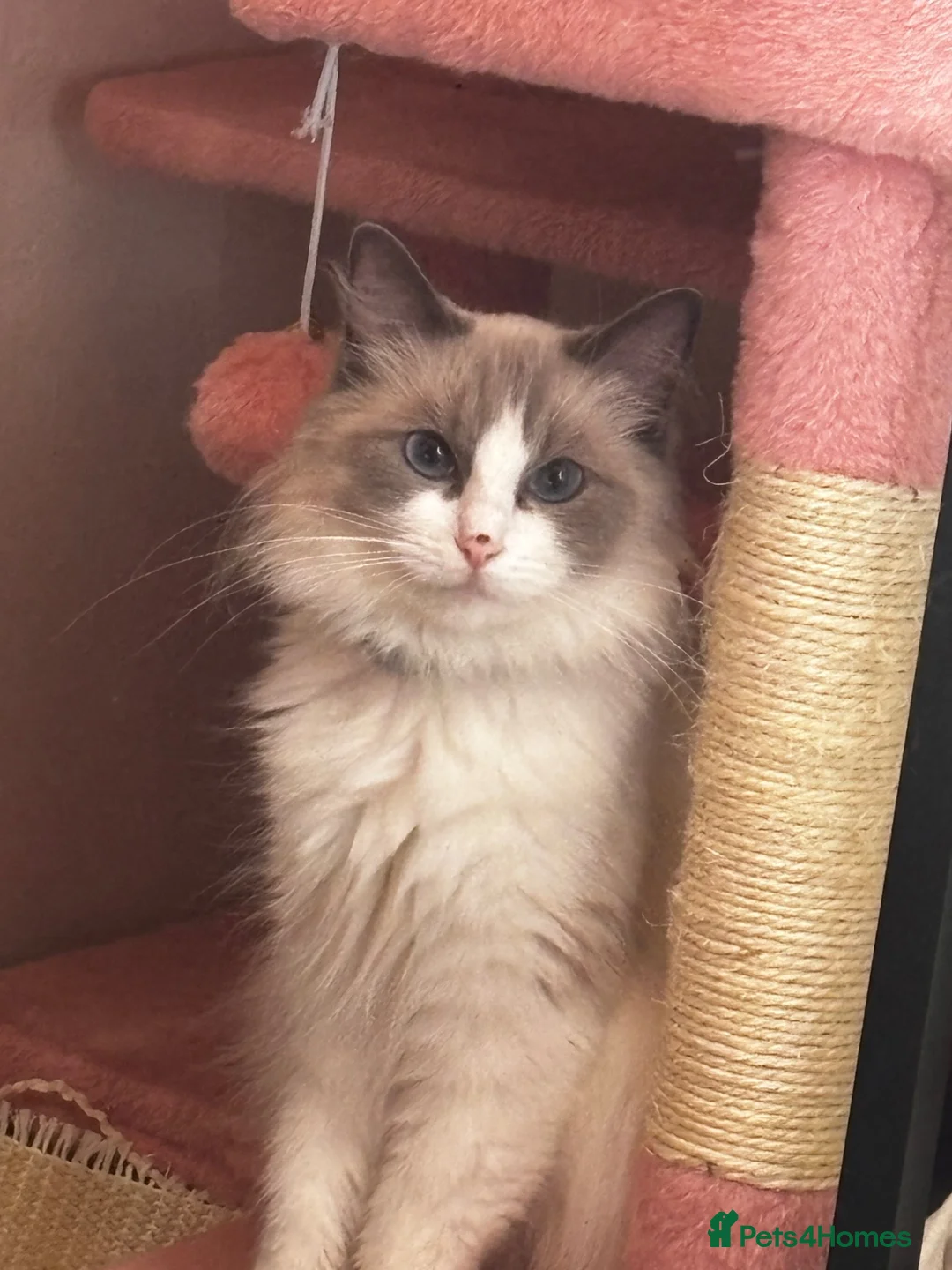 Ragdoll cats for sale: Mini the ragdoll  - Advert 2