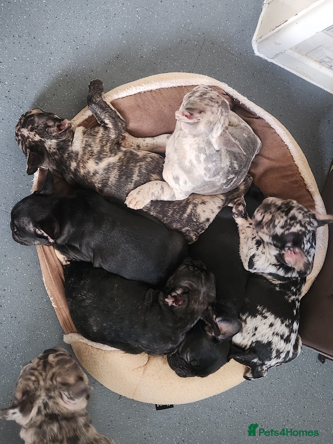 French Bulldog dogs for sale: Beautiful Puppy's For Sale  - Advert 11