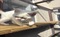 British Shorthair cats for sale: Two beautiful girls waiting for forever home  - Image 3