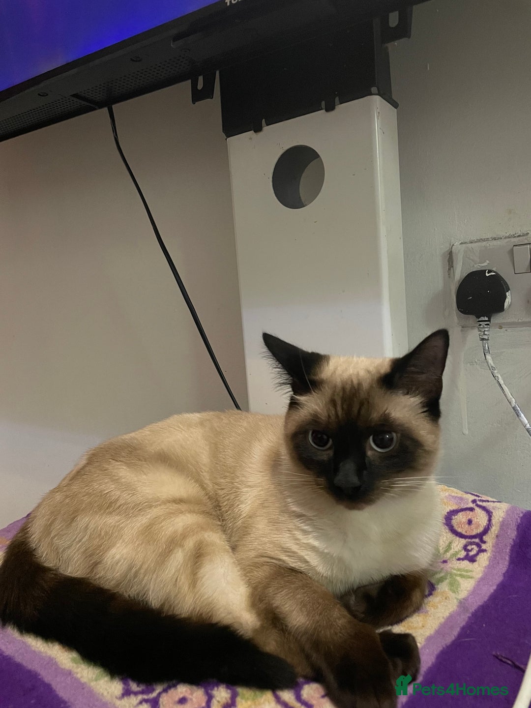 Siamese cats for sale: 3 kittens and one older cat  - Image 6