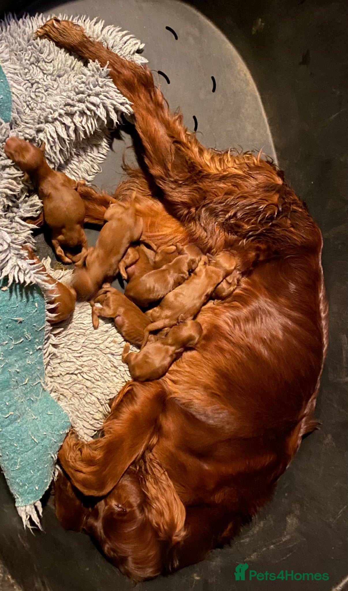 Irish Setter dogs KC registered Irish Setter Puppies  - Advert 1