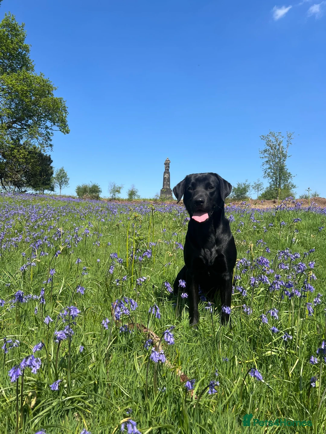 Labrador Retriever dogs for stud: KC Registered Working Black Labrador Stud - Woody in Market Drayton - Advert 7