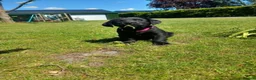 Labrador Retriever dogs for sale: KC Working Labrador puppies - Advert 3
