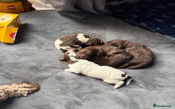 Sproodle dogs for sale:  Gorgeous F2 Sproodle Puppies – Family Raised  - Image 1