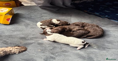 Sproodle dogs  Gorgeous F2 Sproodle Puppies – Family Raised  - Advert 13